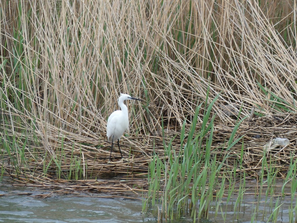 Aigues Mortes-Samedi 14 avril 2018 W6Aakh