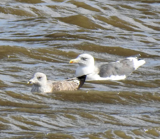 Ajuda na ID - Parque Tejo YhREzg