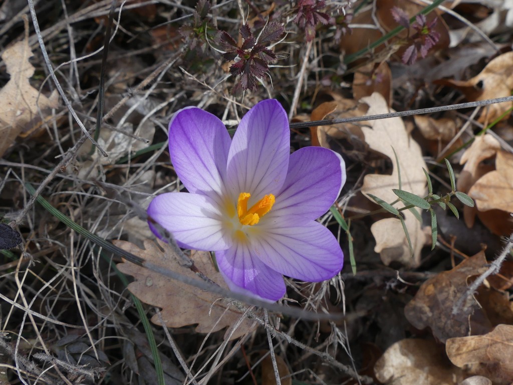 St Saturnin lès Apt-Baume RoustanJeudi 6 février 2020 0gLTvC