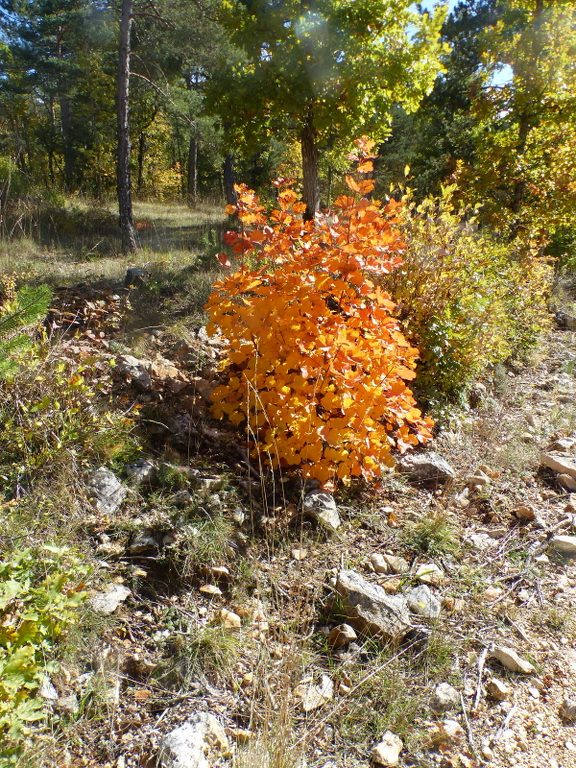 St Saturnin-lès-Apt Les Aiguiers-Jeudi 21 octobre 2021 2cL6Ud