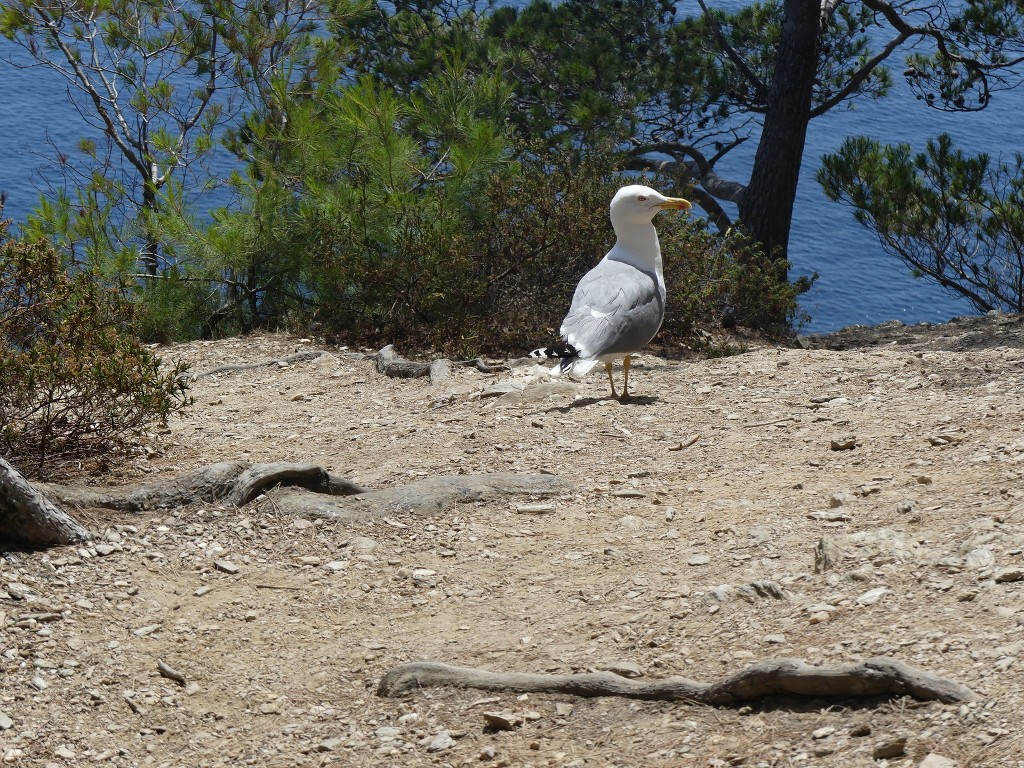 Randonnées à Porquerolles-Jeudi 16 juin 2022 7Yr0QH