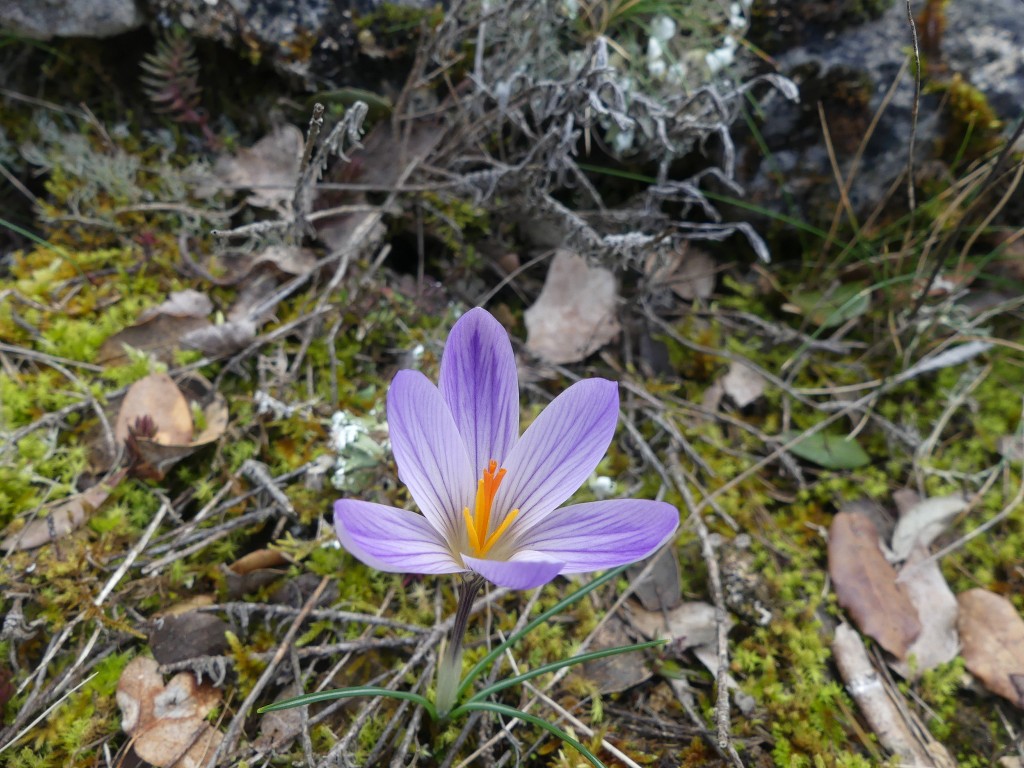 Rians-Montagne d'Artigues-Jeudi 7 mars 2019 9uhsuA