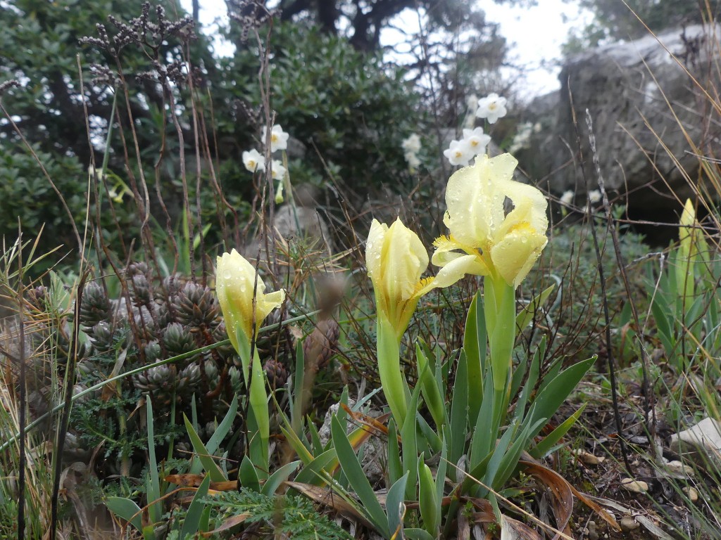 Garlaban-Lascours-Grand Vallon (les Cuvettes)-Jeudi 5 mars 2020 MM2UNZ