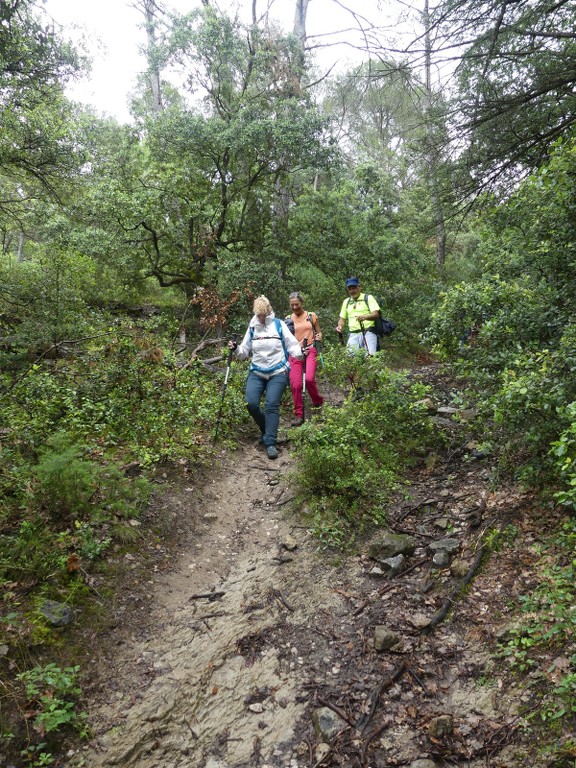 Oppède-Forêt des Cèdres-Jeudi 7 juin 2018 Mmlo77