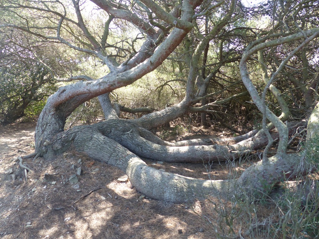 Porquerolles-Du Mont de Tièlo à la Galère-Jeudi 23 juin 2016 PEZnKd