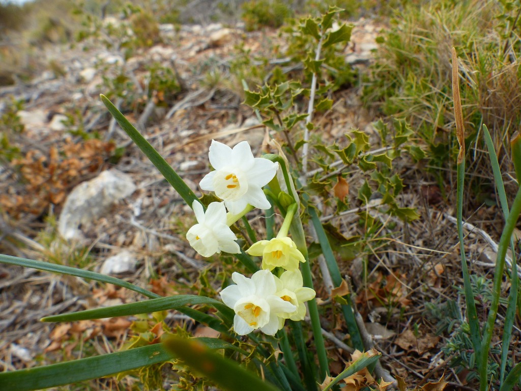 Garlaban-Lascours-Grand Vallon (les Cuvettes)-Jeudi 17 mars 2022 RrACyc