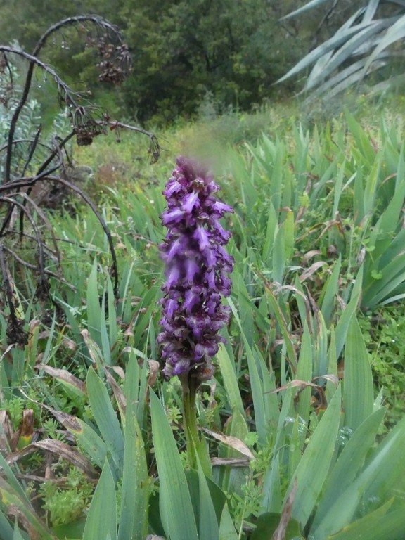 Garlaban-Lascours-Grand Vallon (les Cuvettes)-Jeudi 5 mars 2020 YLX2i0