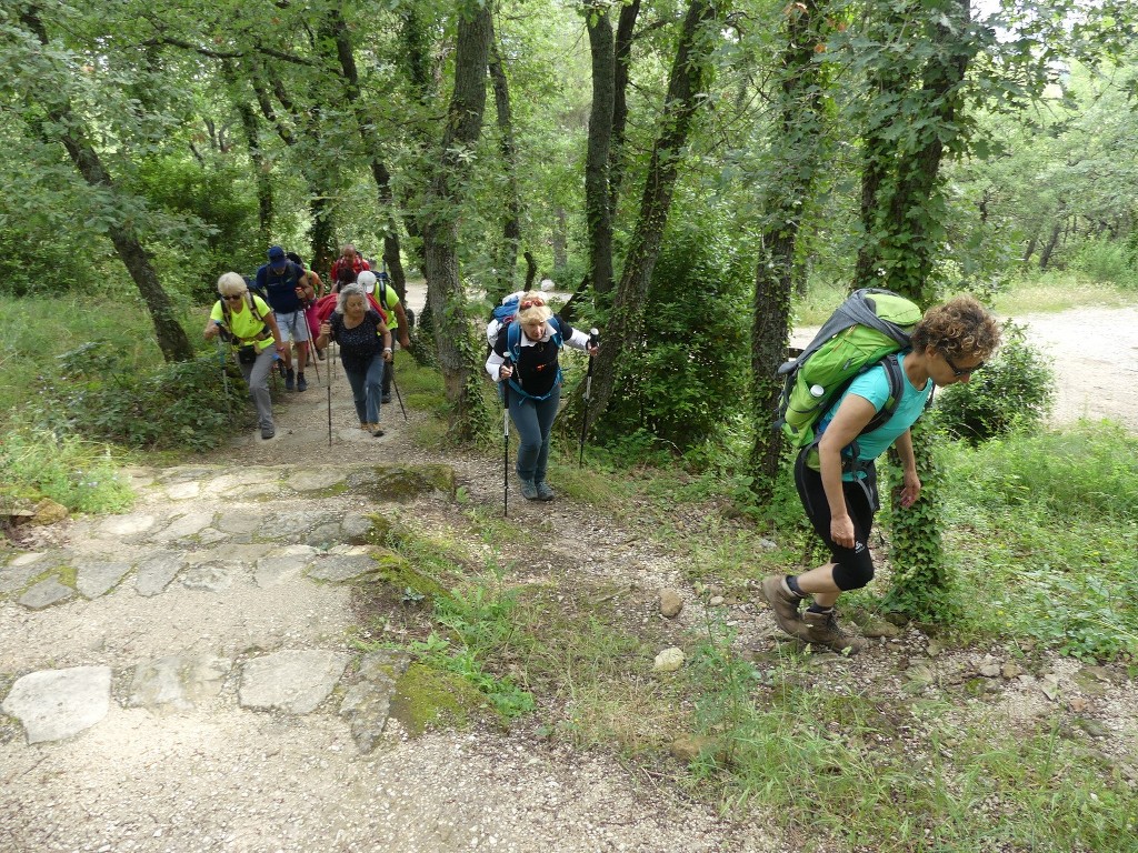 Oppède-Forêt des Cèdres-Jeudi 7 juin 2018 C9Emh8