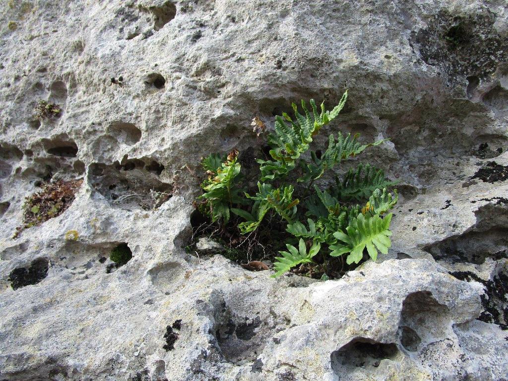 Gordes-Sénancole-Jeudi 21 février 2019 FNTL1F