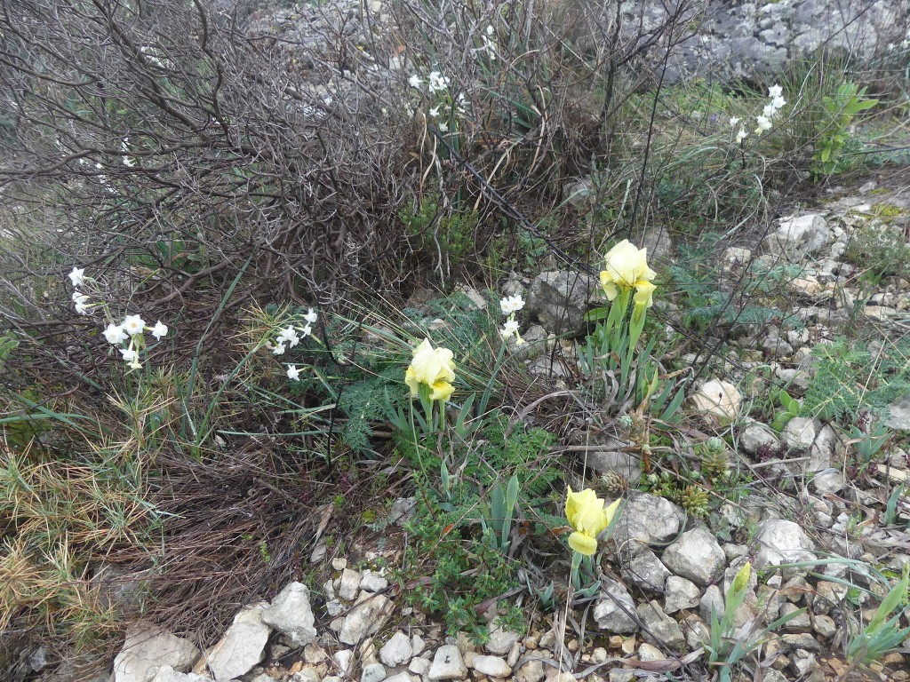 Garlaban-Lascours-Grand Vallon (les Cuvettes)-Jeudi 5 mars 2020 IYgyOk