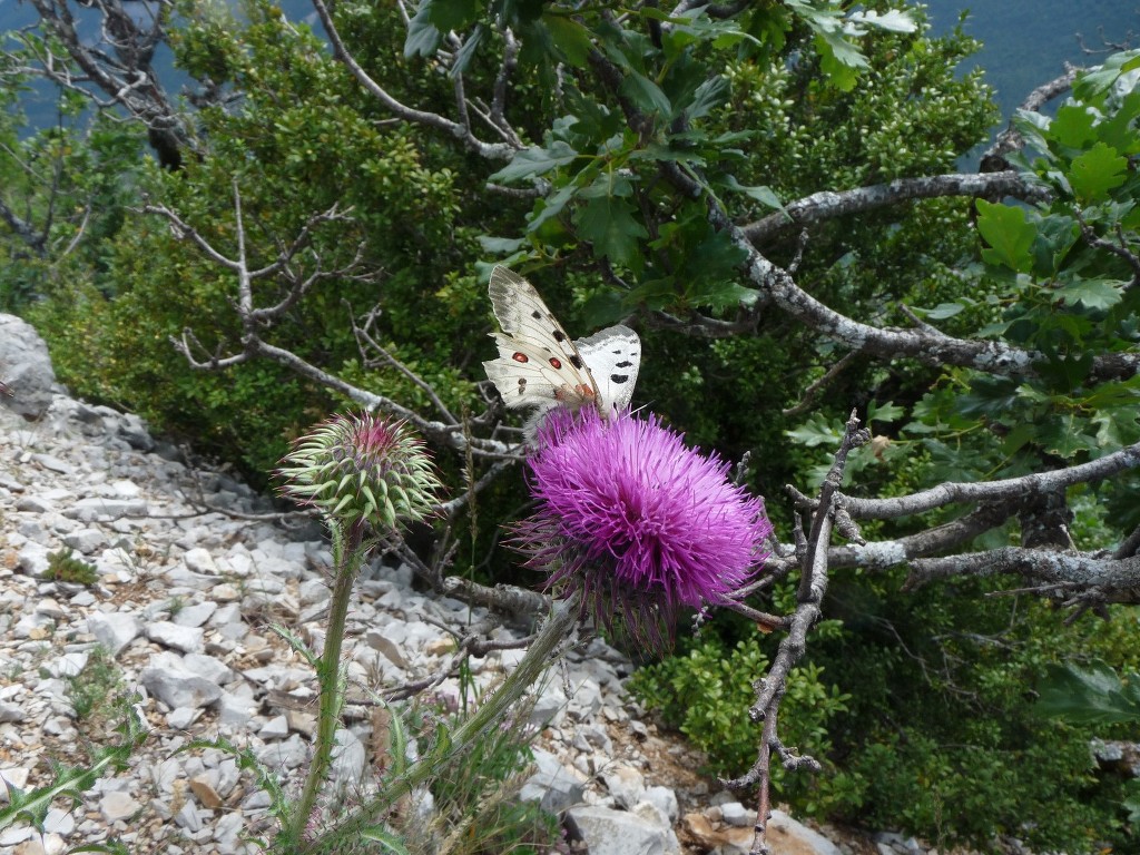 Valbelle-Montagne du Sumiou-Jeudi 2 juin 2016 LsleLD