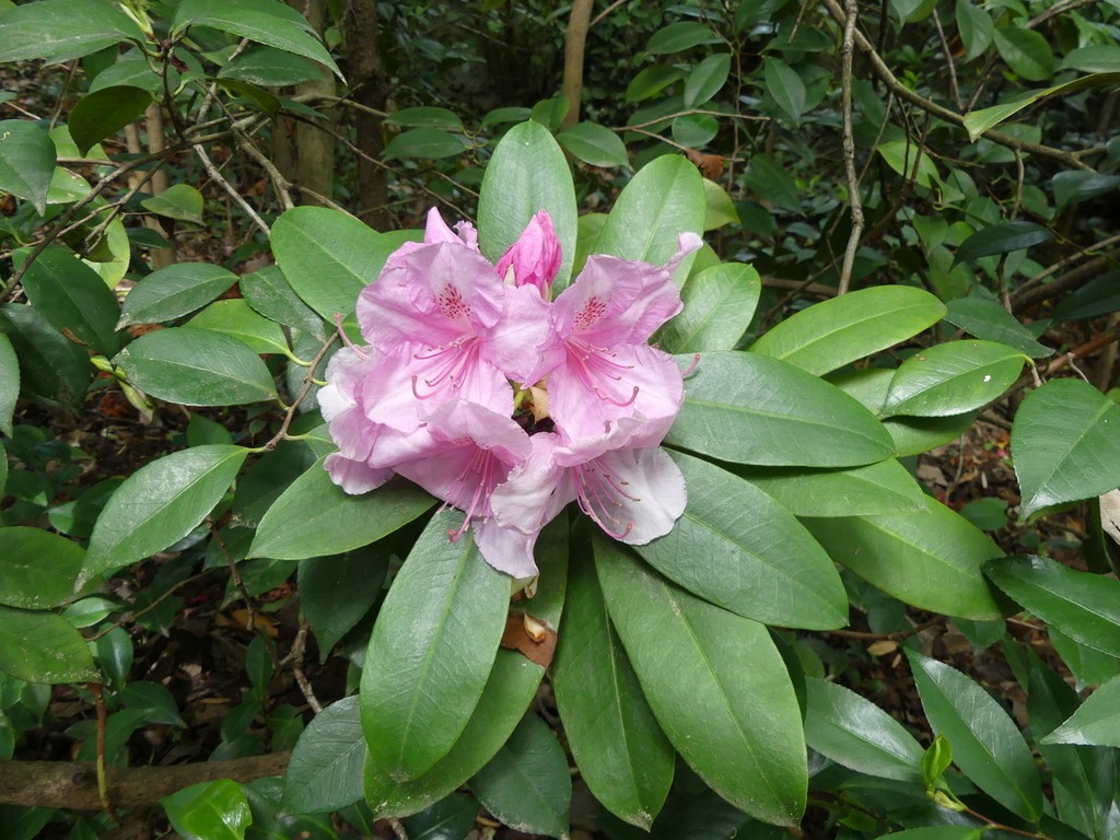 Alès-Parc floral des Prairies-Samedi 27 avril 2019 OowHqk