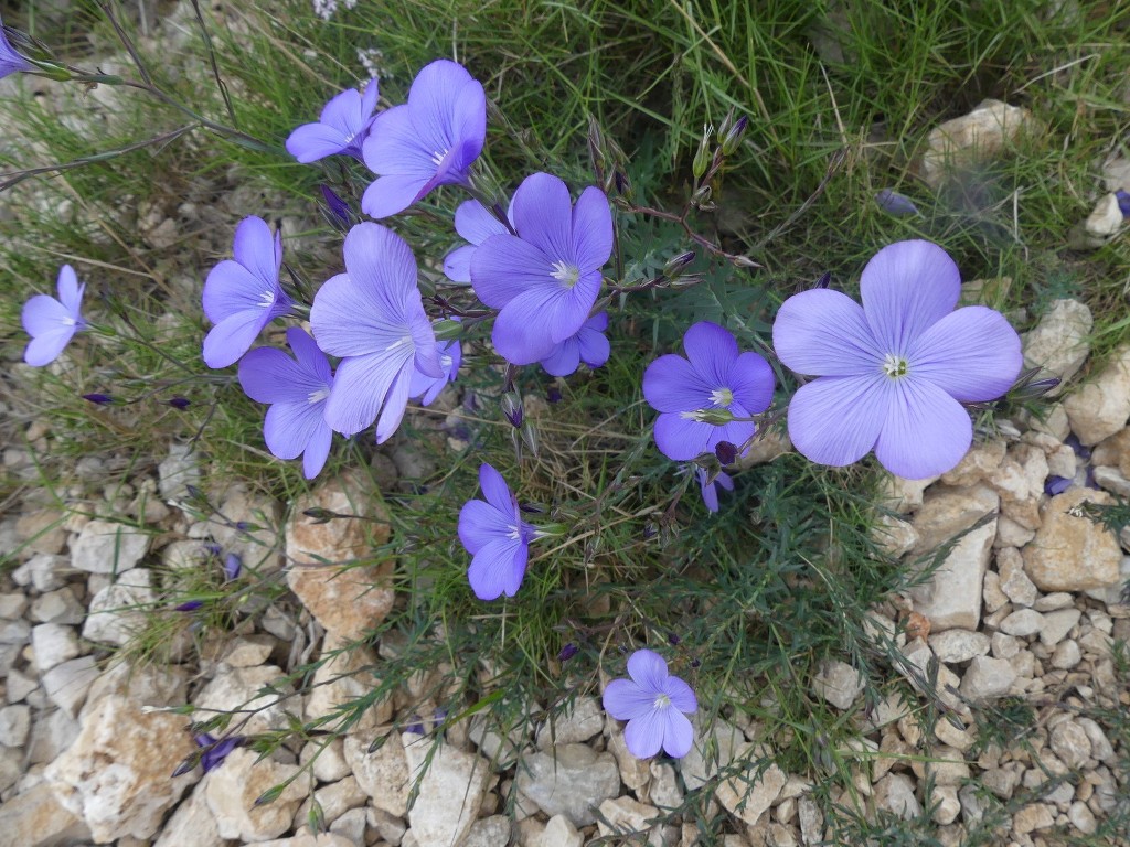 Mont Puget par l'Œil de Verre-Jeudi 3 mai 2018 Q9hVMg