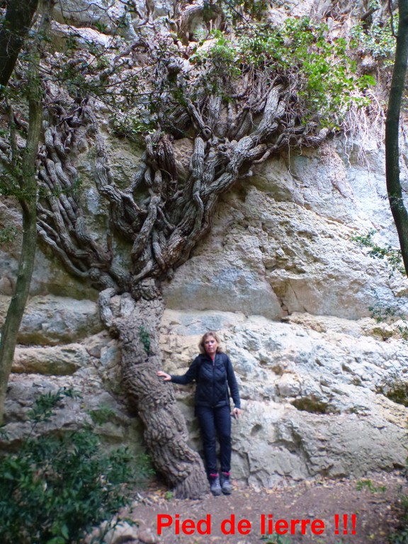 Lubéron-Vallon du Roumiguier, gorges de Régalon-Jeudi 10 mars 2022 VtBvYI