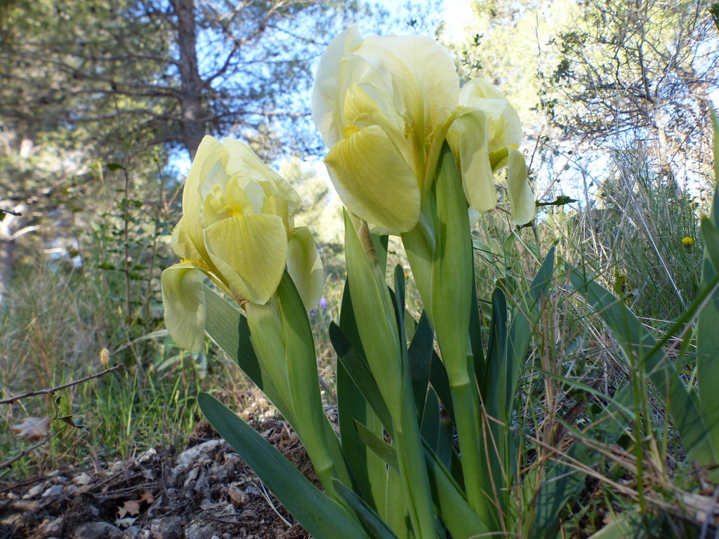 L'Etoile par le vallon des Santons-Jeudi 8 avril 2021 8hiW5e