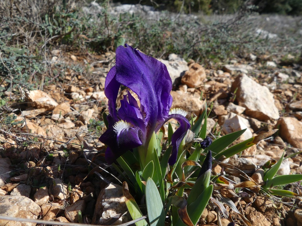 Rians-Montagne d'Artigues-Jeudi 7 mars 2019 Dtr27D