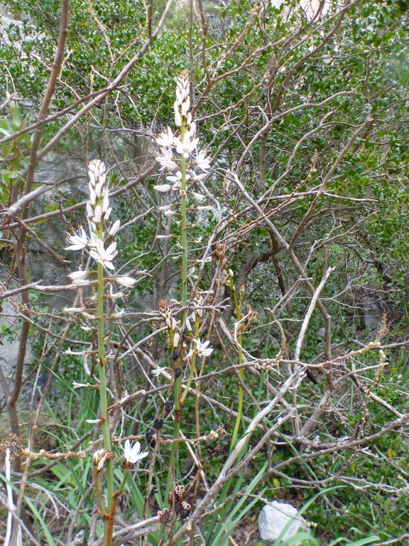 Garlaban-Lascours-Grand Vallon (les Cuvettes)-Jeudi 17 mars 2022 EJfO3u