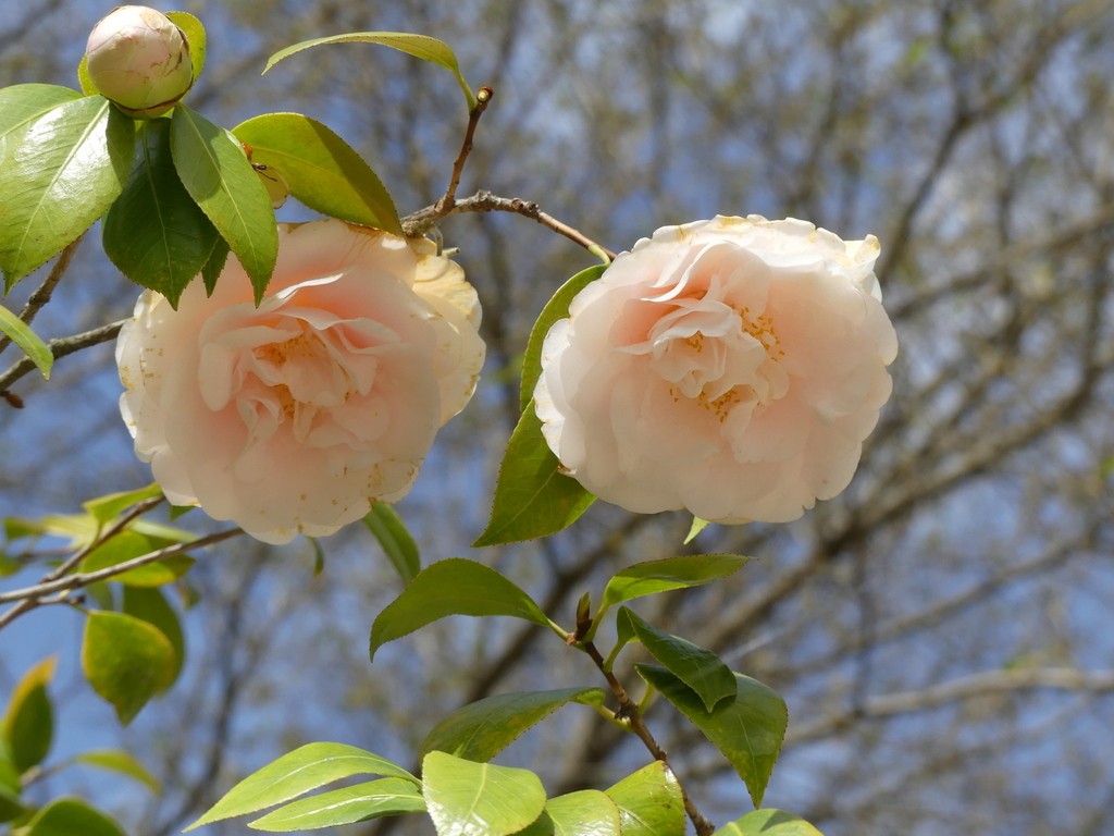 Alès-Parc floral des Prairies-Samedi 27 avril 2019 NknbBl