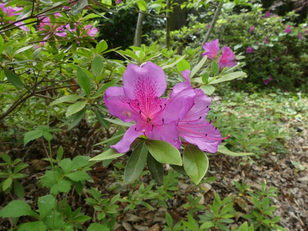 Alès-Parc floral des Prairies-Samedi 27 avril 2019 NpbGFK