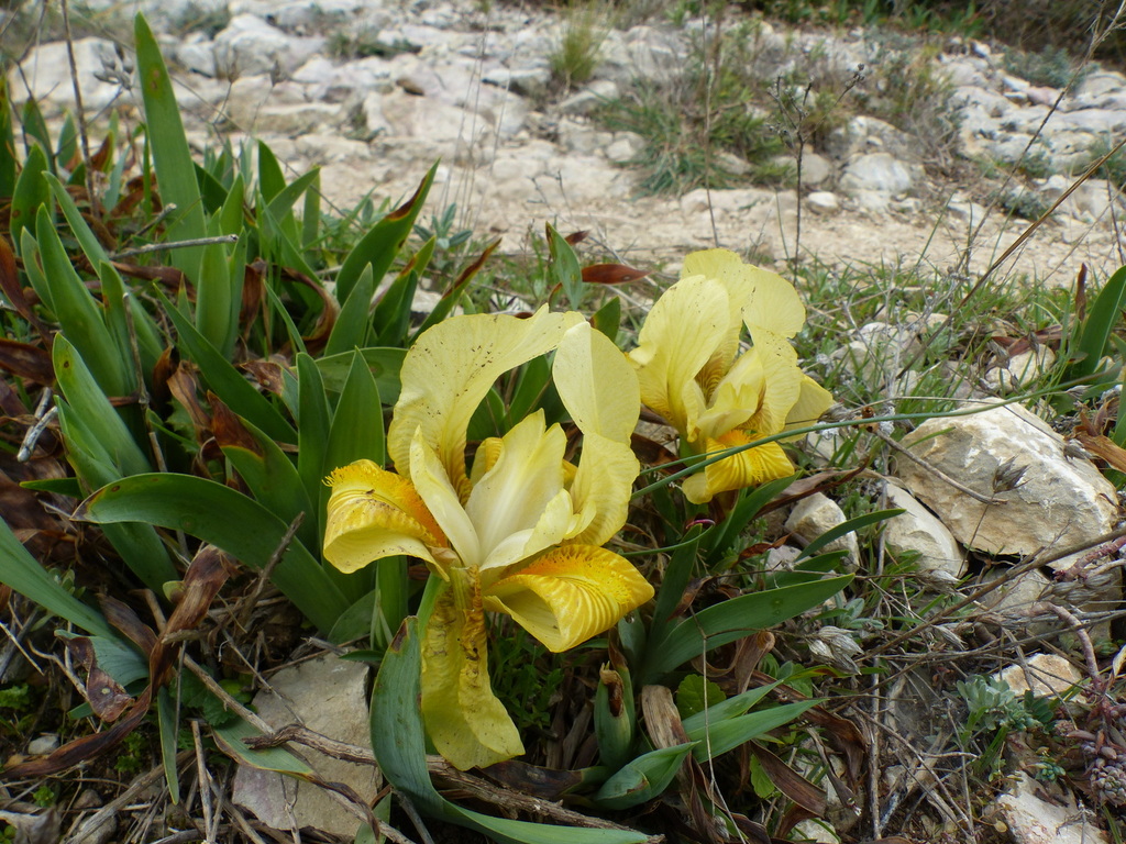 St Rémy-Plateau de la Caume-Mt Gaussier-Jeudi 4 mars 2021 UGBEYG