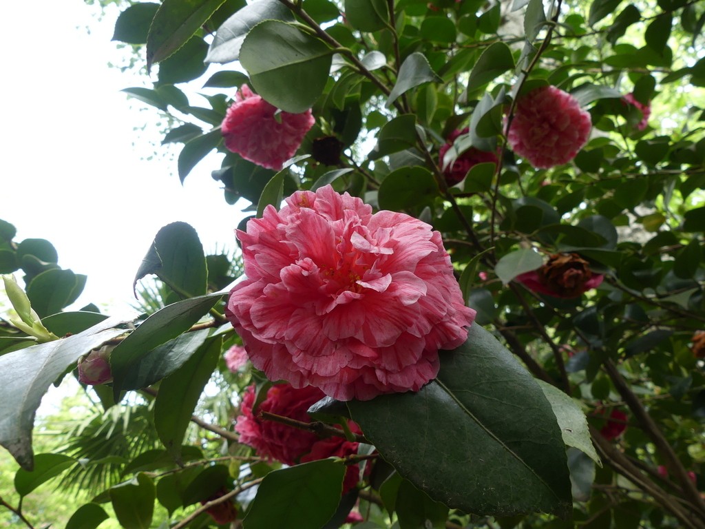 Alès-Parc floral des Prairies-Samedi 27 avril 2019 XLfjZL