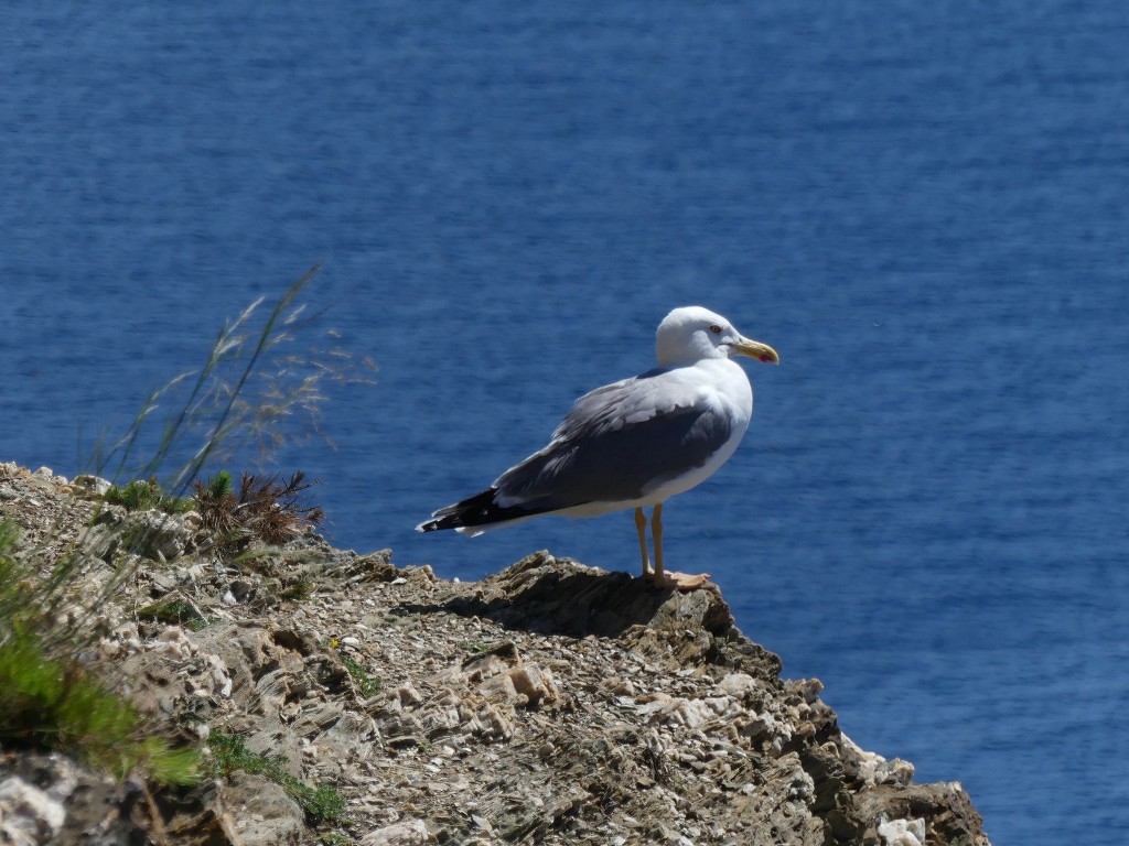 Porquerolles-Jeudi 14 juin 2018 ZYs3fW