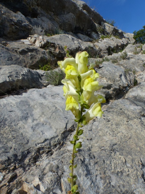 Lafare-Les Dentelles de Montmirail-Jeudi 13 mai 2021 CUgMVQ