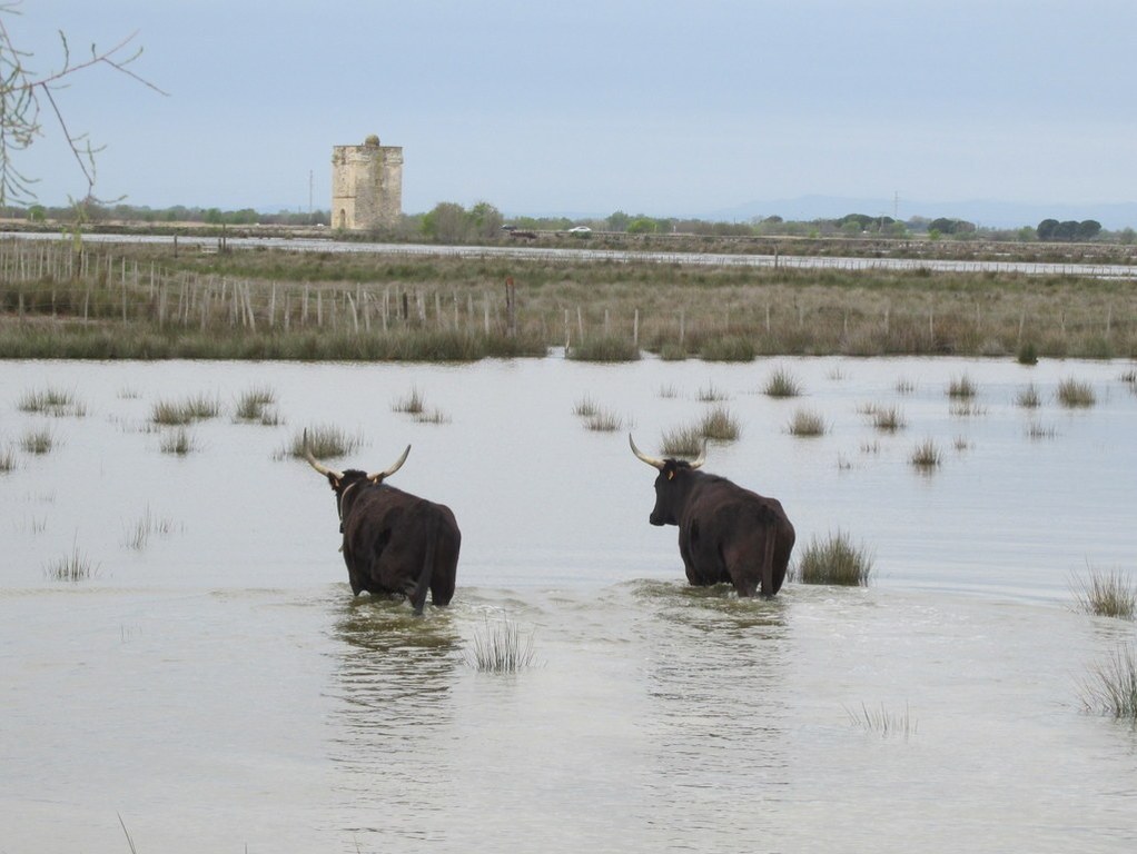 Aigues Mortes -  Suite - Samedi 14 avril 2018 RYcspt