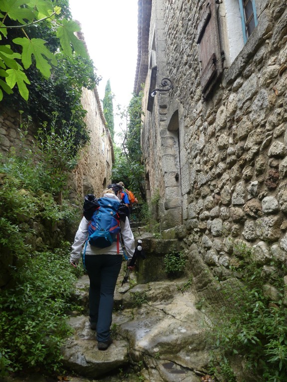 Oppède-Forêt des Cèdres-Jeudi 7 juin 2018 Y3LeyB