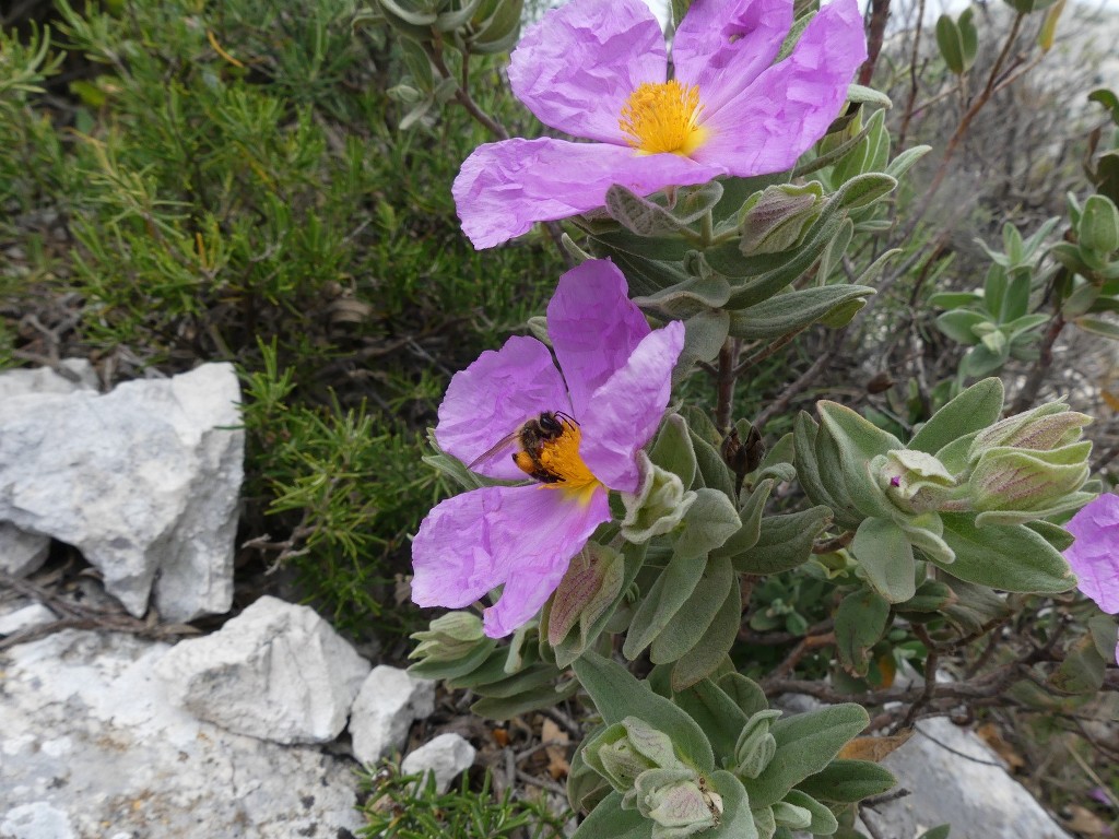 Mont Puget par l'Œil de Verre-Jeudi 3 mai 2018 Y8x8qh