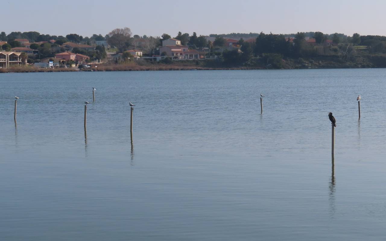 ( Gérard ) Fos sur Mer - Jeudi 29 février 2024 8OGfOT