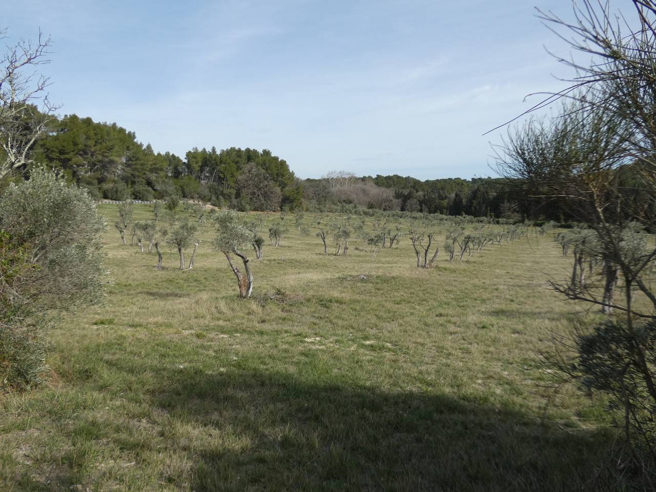 (Pierre) Mouriès- Dimanche 18 février 2024 Qdn8UO