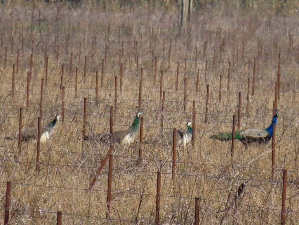 (Pierre) Berre l'Etang - Samedi matin 18 mars 2023 14C6fI