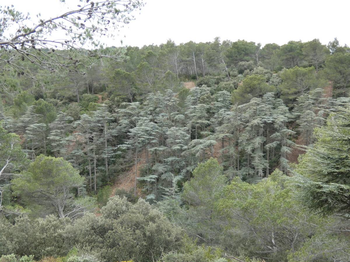 ( René et Pierre ) St Rémy de Provence - Jeudi 28 mars 2024 IXB57G