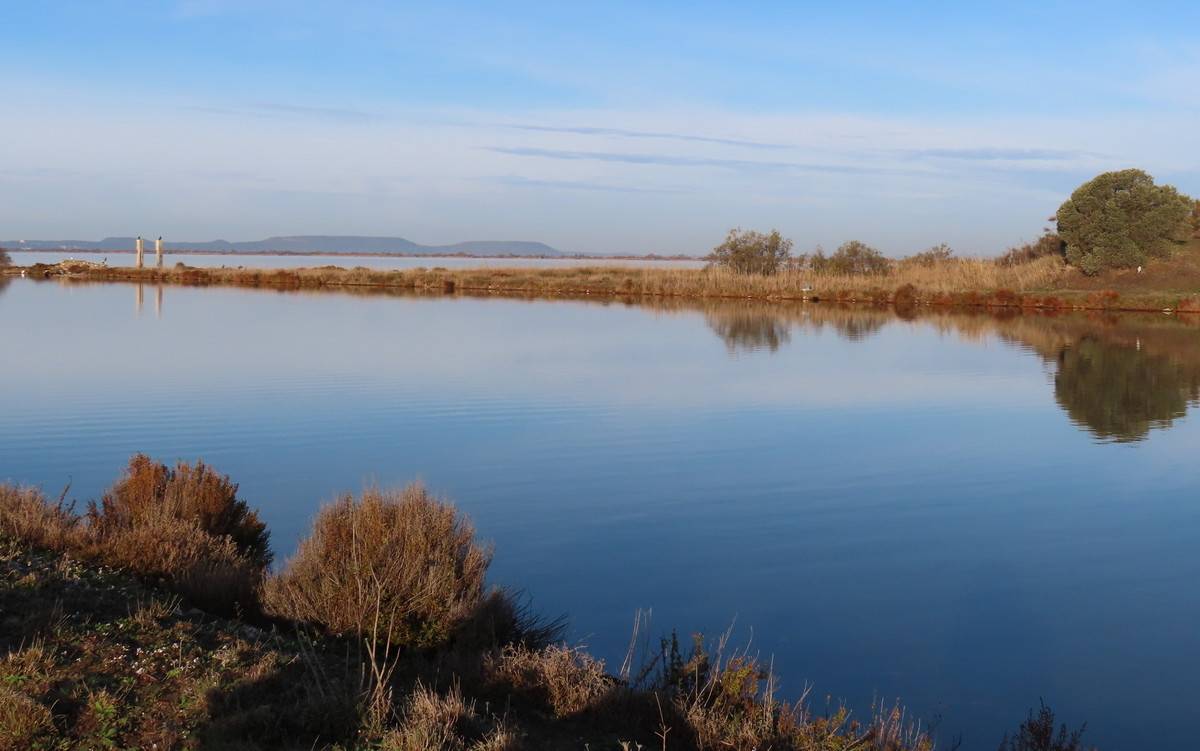 (Pierre) Marignane - Etang de Bolmon - samedi matin 9 décembre 2023 Cq5s7Q