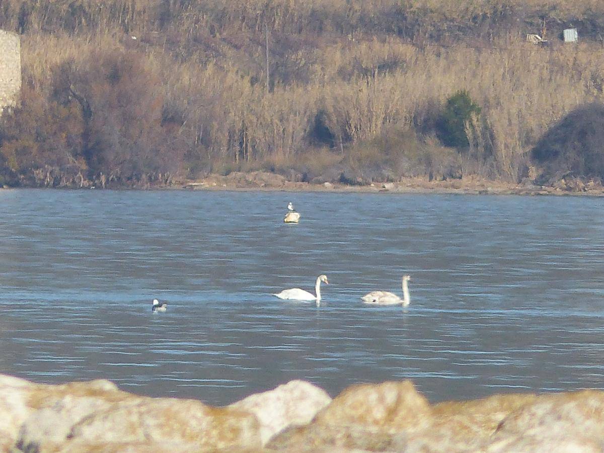 ( Gérard ) Berre l'Etang - Jeudi 4 Janvier 2024 Ldiymi