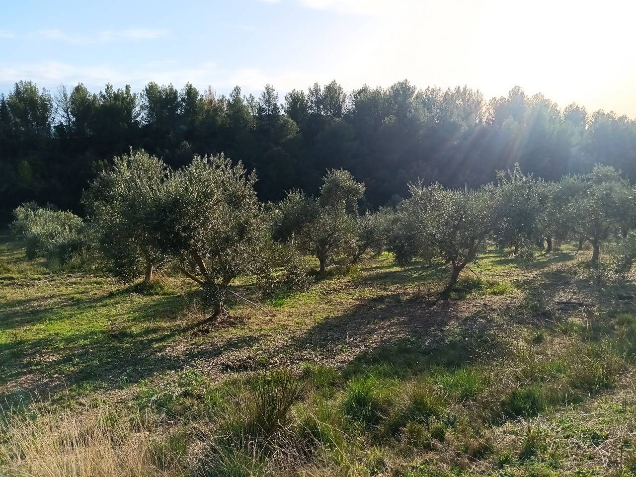 ( Colette ) Beaurecueil - Jeudi après-midi 29 Février 2024 OHz43Y