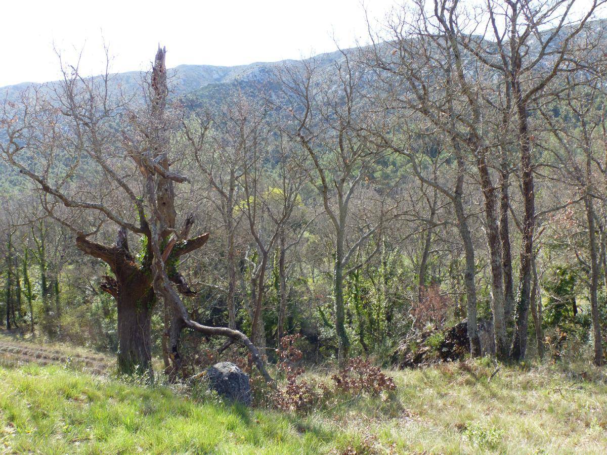 ( Gérard ) Vauvenargues - Jeudi 4 avril 2024 RNjOsW