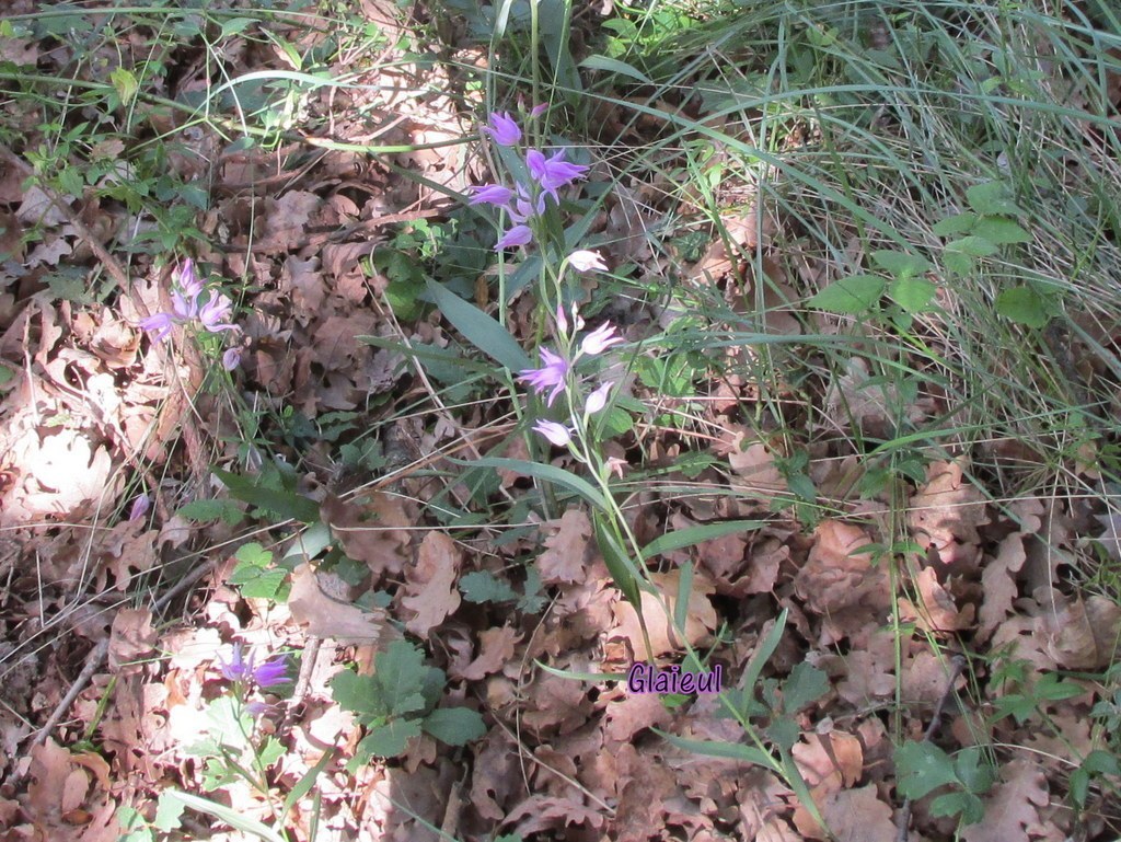 Cucuron - Jeudi matin 18 juin 2015 R871IR