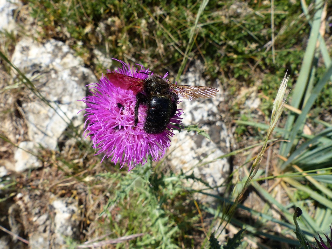 Ste Baume-Grotte aux Oeufs-Paradis-Glacières-Sentier Merveilleux-Jeudi 28 mai 2015 TWKtb7