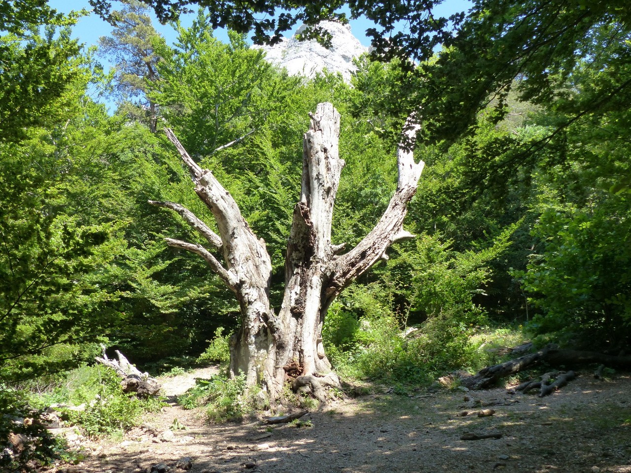 Ste Baume-Grotte aux Oeufs-Paradis-Glacières-Sentier Merveilleux-Jeudi 28 mai 2015 PwpcWe