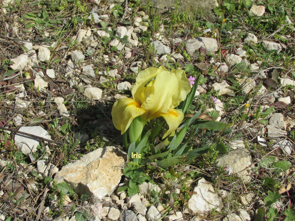      Le Rove - Fort de Figuerolles - jeudi 24 mars 2016 4vjj68