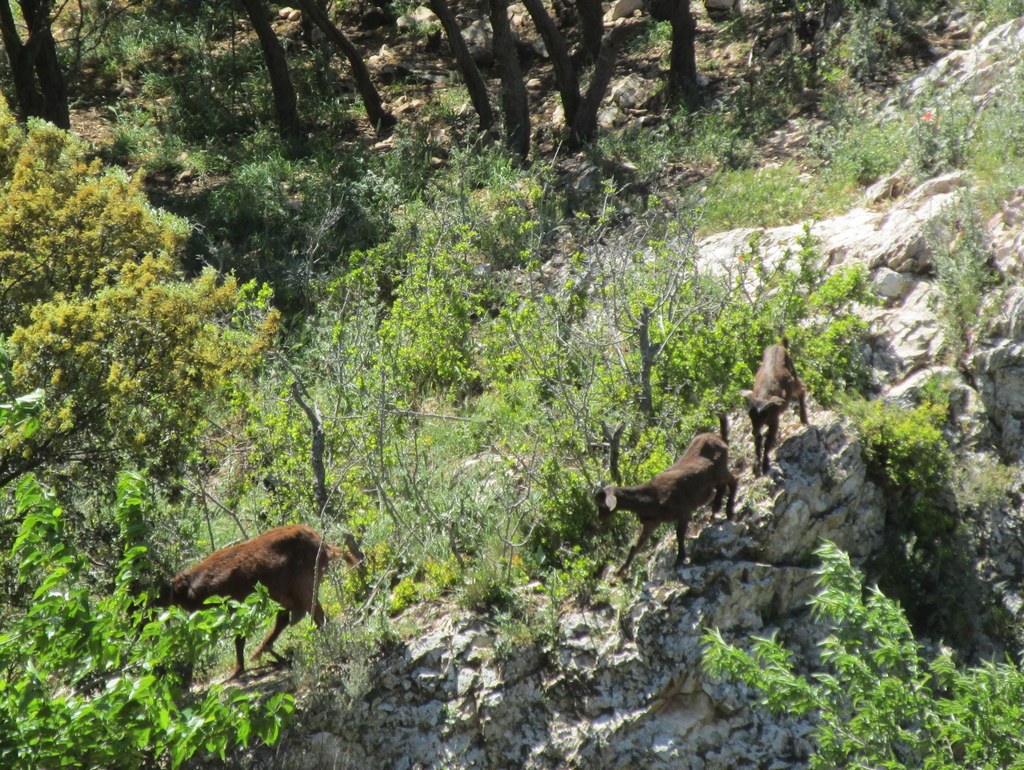 Randonnée culture Arles - Fontvieille - lundi 6 mai 2019 SB3hAc