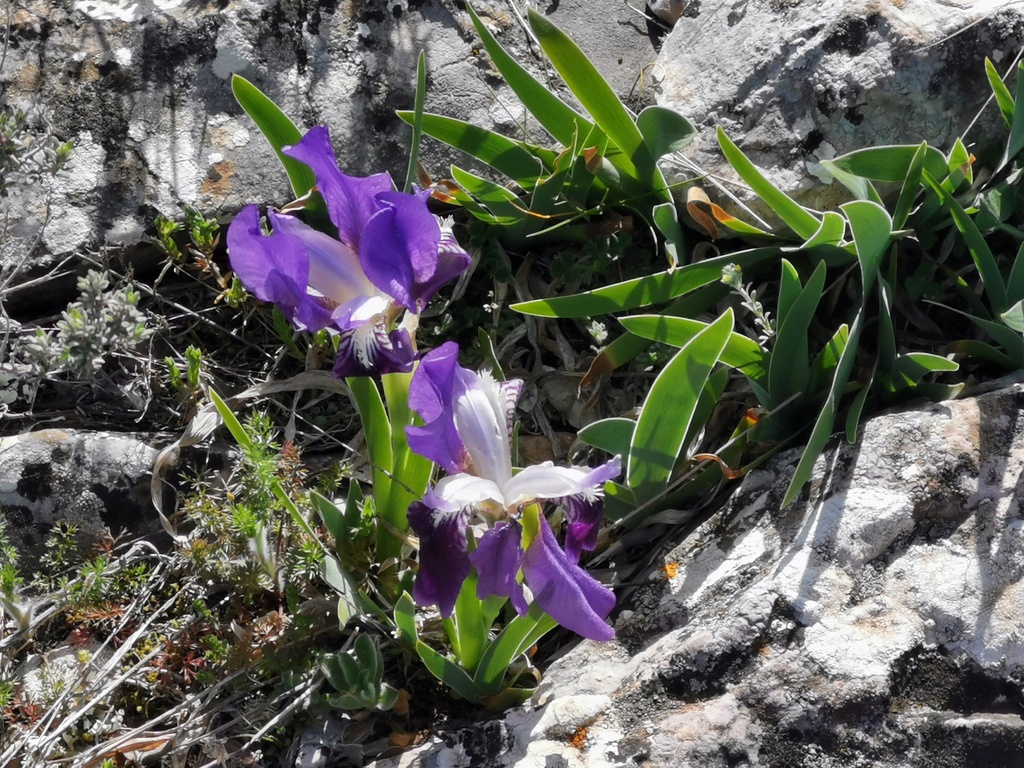 (René et Jes) Vauvenargues - Jeudi 1er avril 2021 DXLGwe