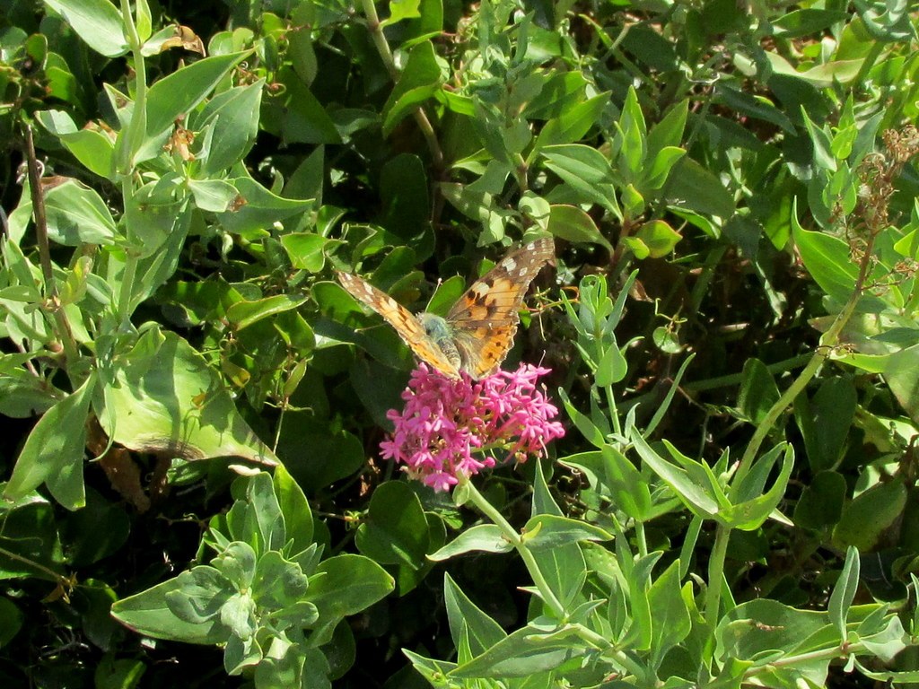 Rando Jean Marie -La Couronne - Jeudi 20 juin 2019 O24fCv