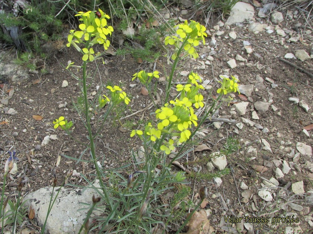                  Peypin d'Aigues " Source de Mirail" jeudi matin 02 juin 2016 RLXWNA