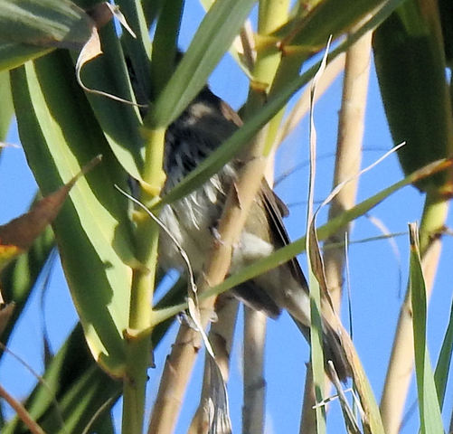 Ajuda na ID - passeriformes KfHcb4