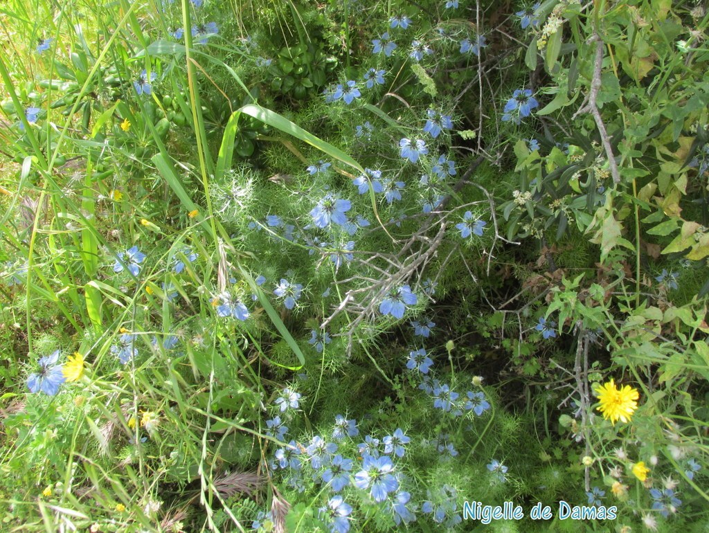 St Pierre les Martigues - Jeudi 18 mai 2017 JWdAws