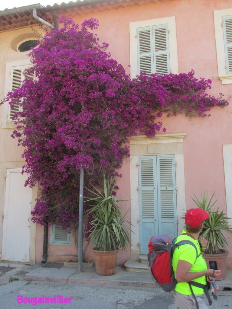 Porquerolles avec Jean Marie - jeudi 23 juin 2016 VQ260i