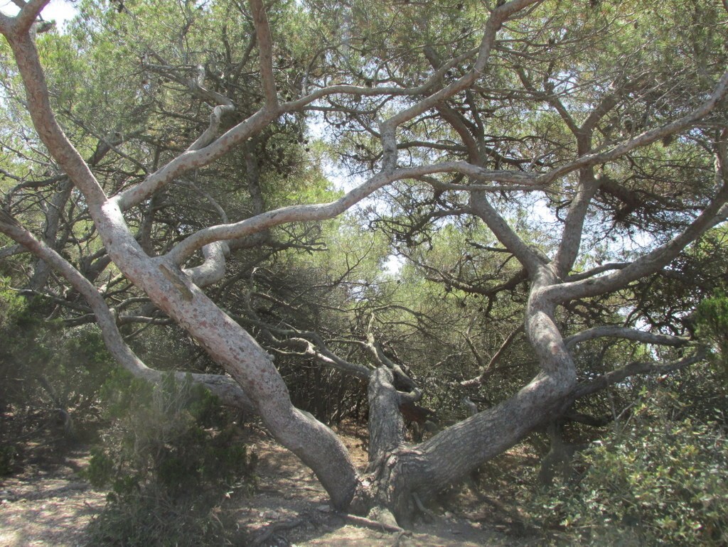 Porquerolles avec Jean Marie - jeudi 23 juin 2016 6W6wdT